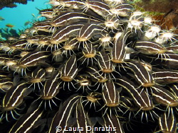 A school of juvenile striped eel catfish licking the camera by Laura Dinraths 